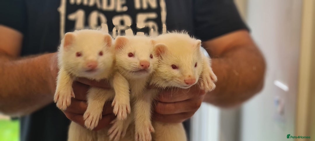 Ferret rodents for sale: Amazing Albino Ferret Kits - Image 1