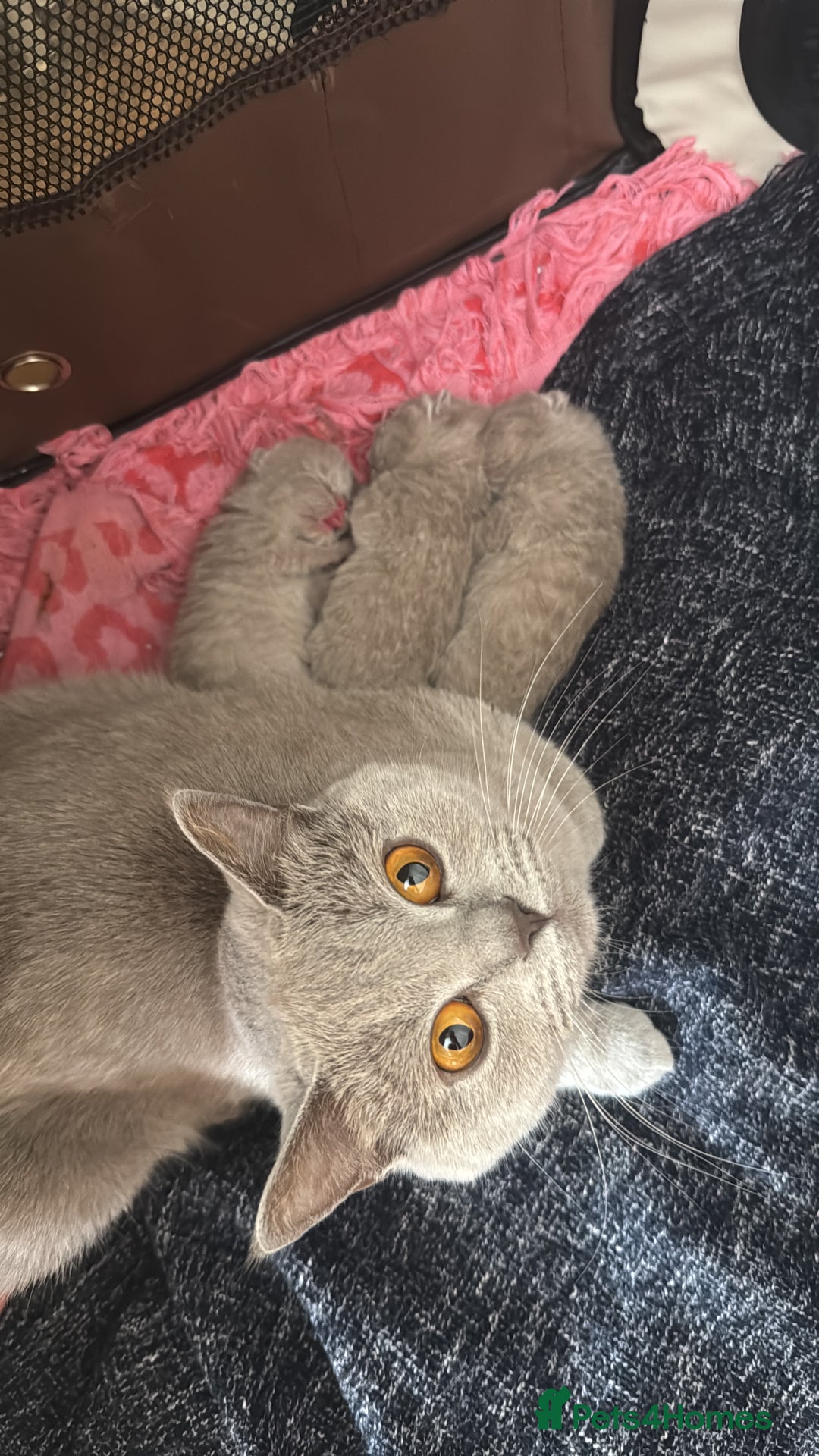 British Shorthair cats for sale: British shorthair kittens  - Image 10