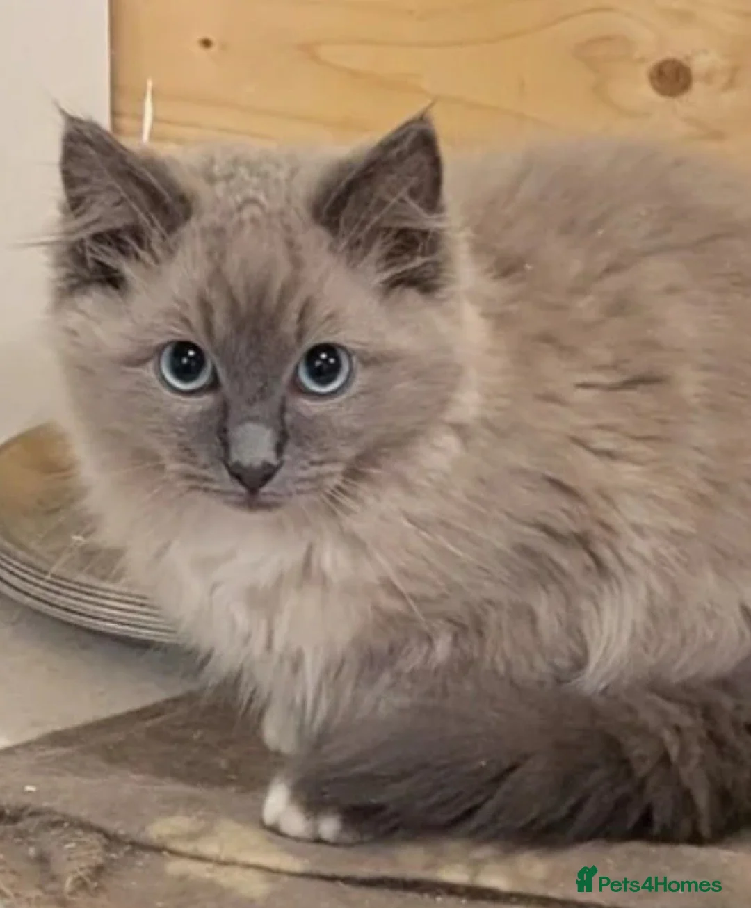 Ragdoll cats for sale: Ragdoll kittens  in Buckie - Advert 2