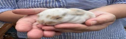 Mini Lop rabbits for sale: Beautiful Mini Lops Available to Reserve - Advert 21
