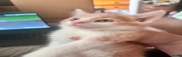 Mixed Breed cats for sale: 4 beautiful baby kittens - Advert 27