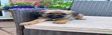 Border Terrier 4