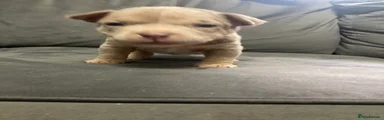 American Bully 1