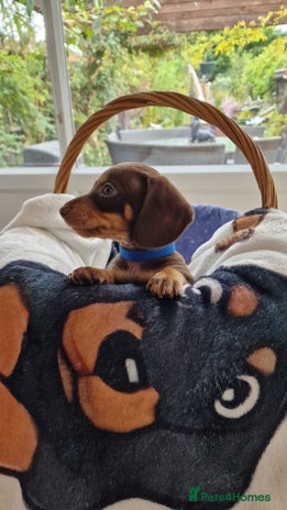 Dachshund dogs - Advert 9