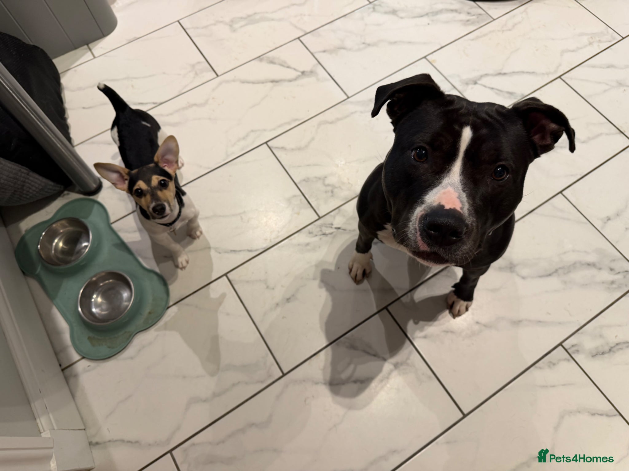 Mixed Breed dogs for sale: In need of a new loving family.  - Advert 1