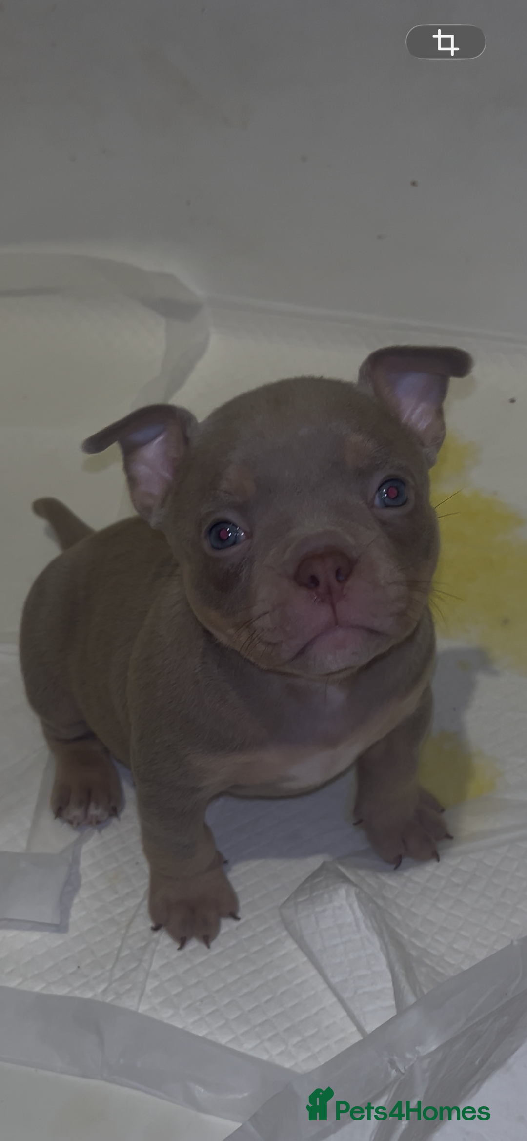 American Bully dogs for sale: Lilac’s Miniature microbully’ puppy’s - Advert 4