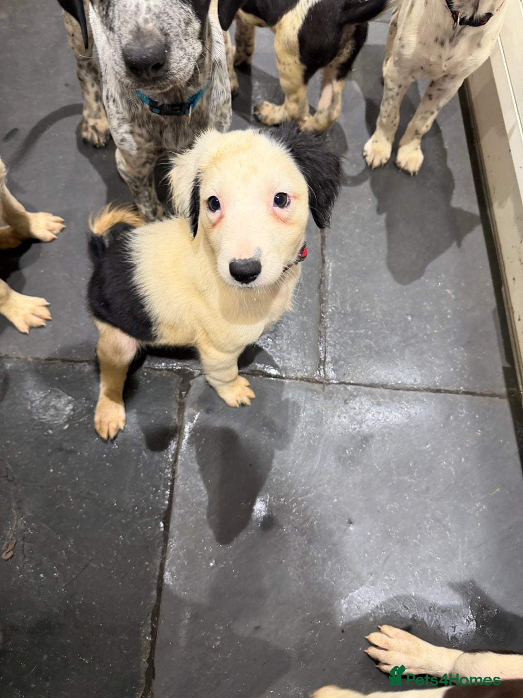 Mixed Breed dogs for sale: Collie x Dalmatian Puppies - Advert 13