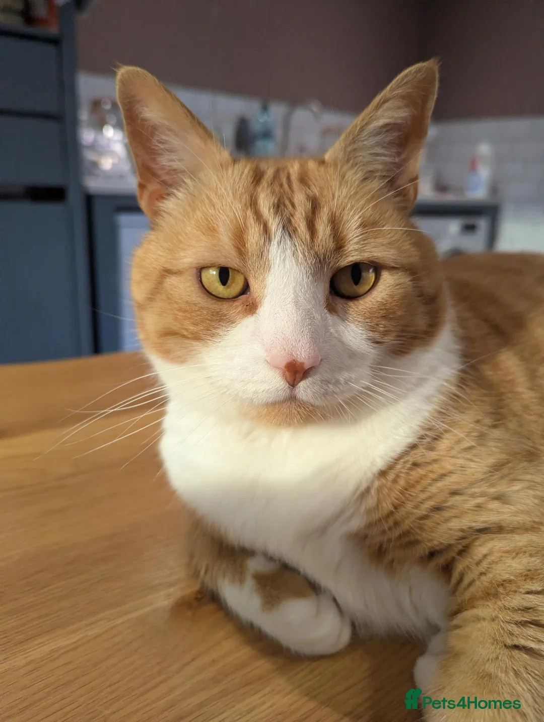 Mixed Breed cats for adoption: Total Cuddly Cat - Jones - Cat-friendly - Advert 1