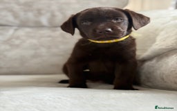 Labrador Retriever dogs for sale: Stunning chocolate Labrador’s with silver jeans  - Image 26