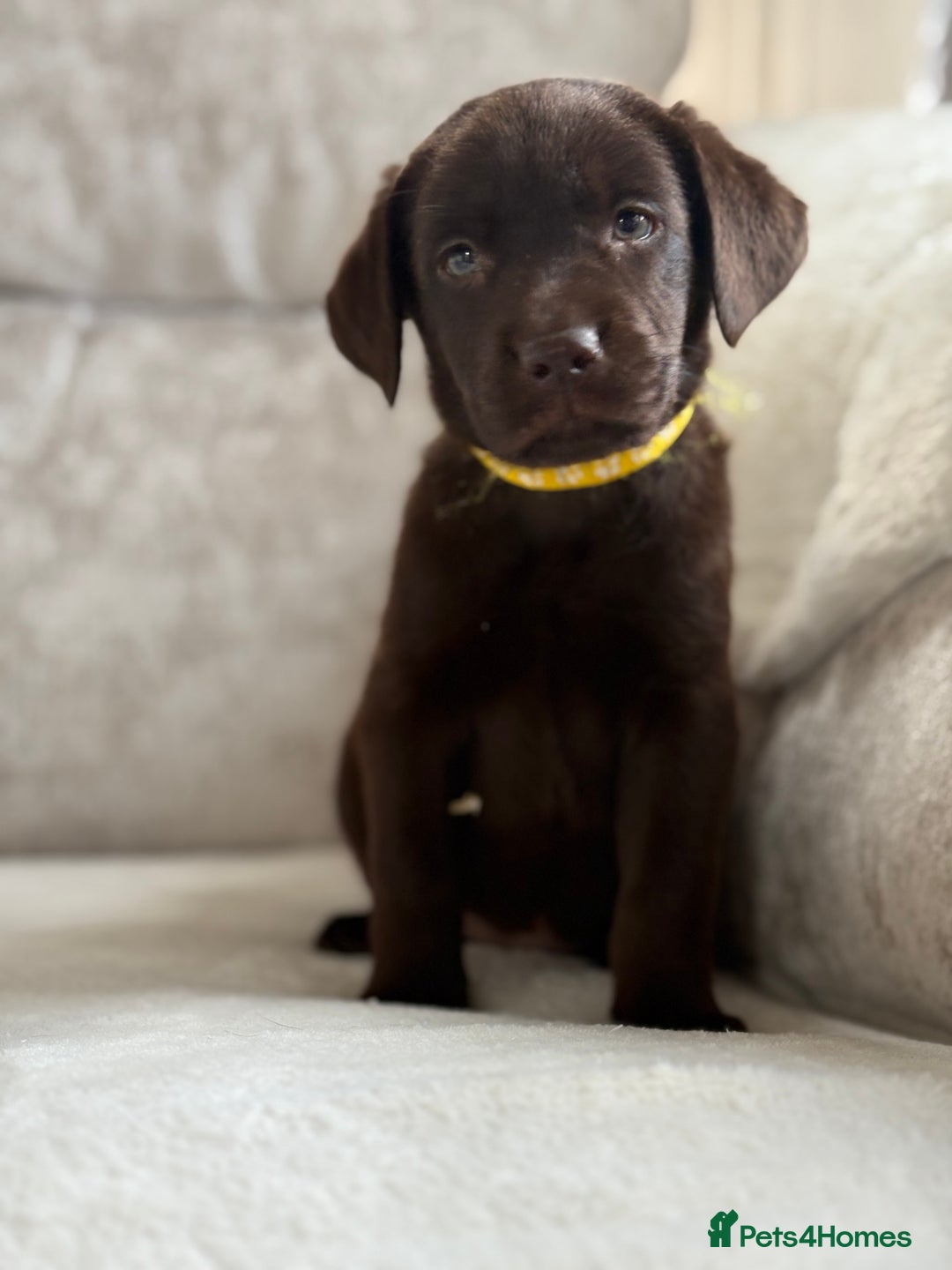 Labrador Retriever dogs for sale: Stunning chocolate Labrador’s with silver jeans  - Image 26
