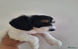 Mixed Breed dogs for sale: Jackapoo x cockerspaniel  - Image 7