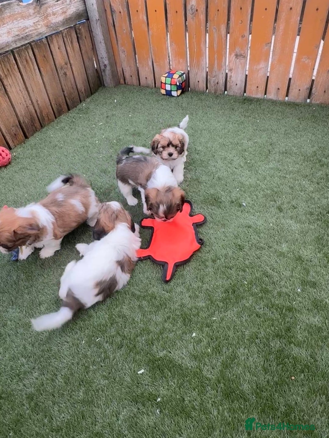 Cava Tzu dogs for sale: Stunning litter of Cava-Tzu pups - Image 10