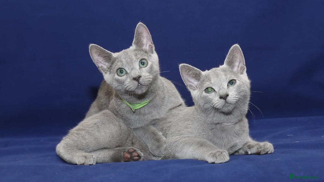 Russian Blue cats for sale: 6mth piercing eyes intact boy - Image 5