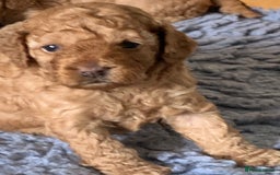 Cockapoo dogs for sale: Cockapoo’s  for sale - Image 2