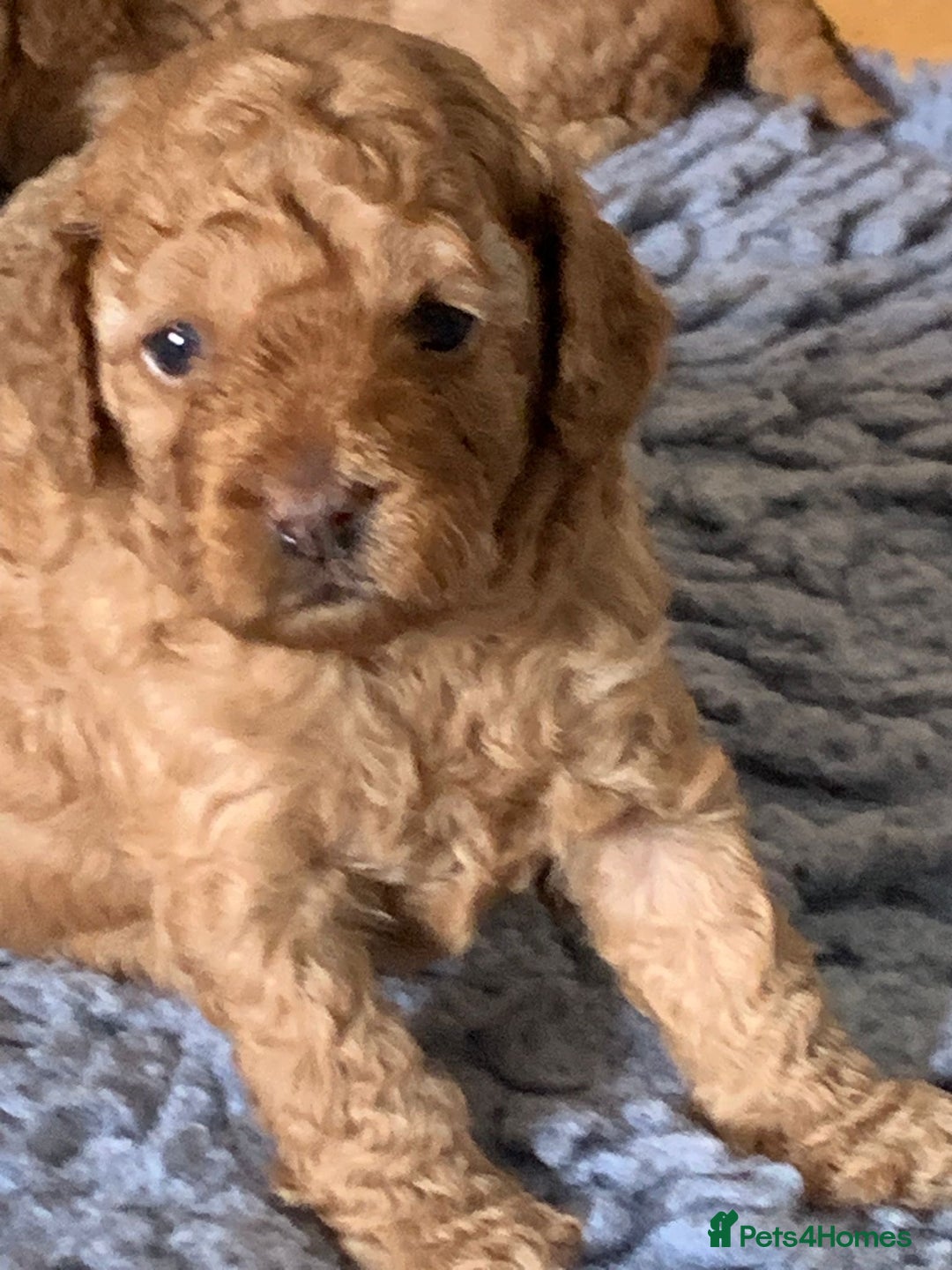 Cockapoo dogs for sale: Cockapoo’s  for sale - Image 2