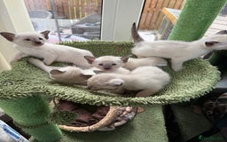 Siamese cats for sale: Siamese seal points  - Image 4