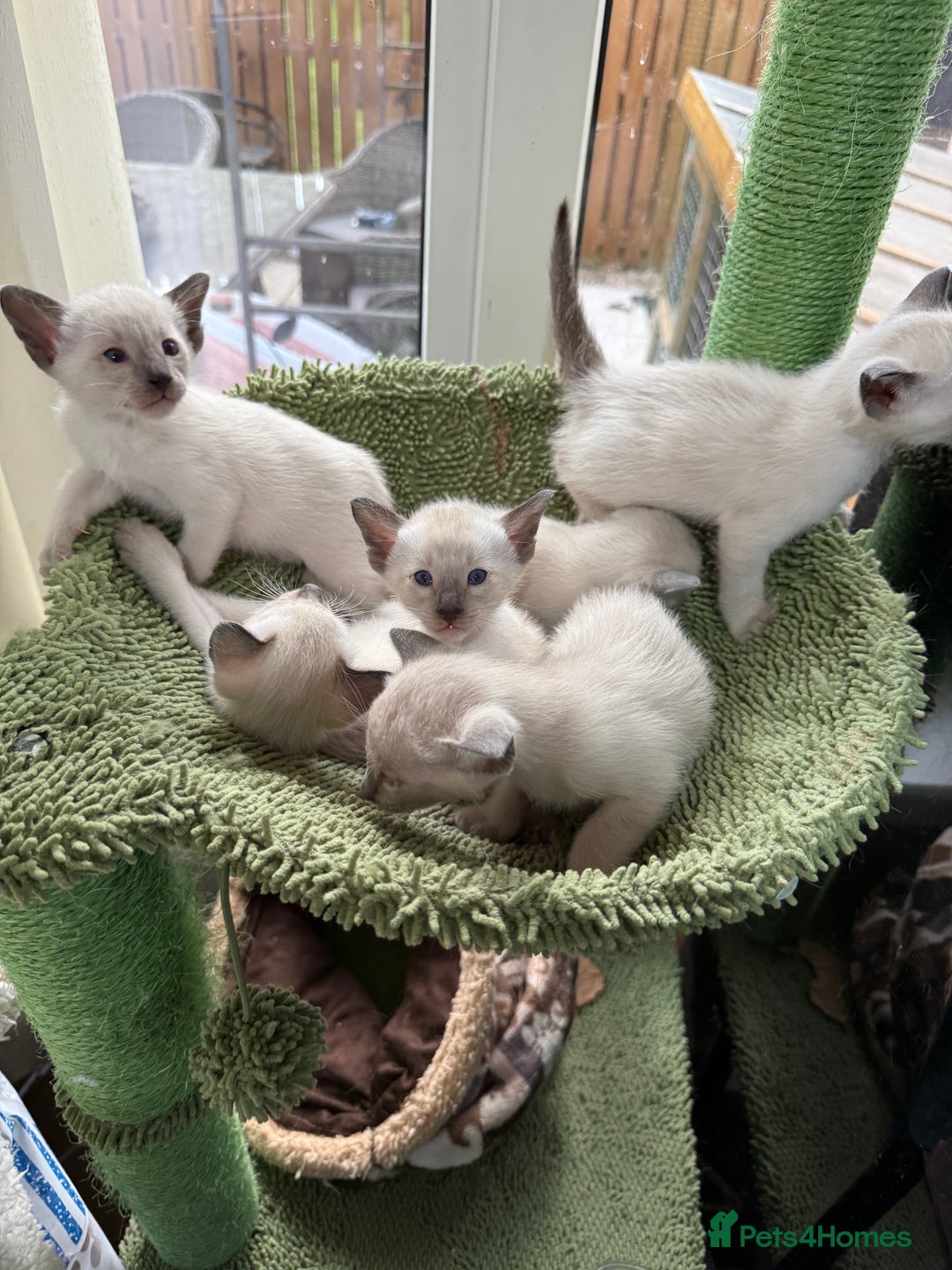 Siamese cats for sale: Siamese seal points  - Image 4