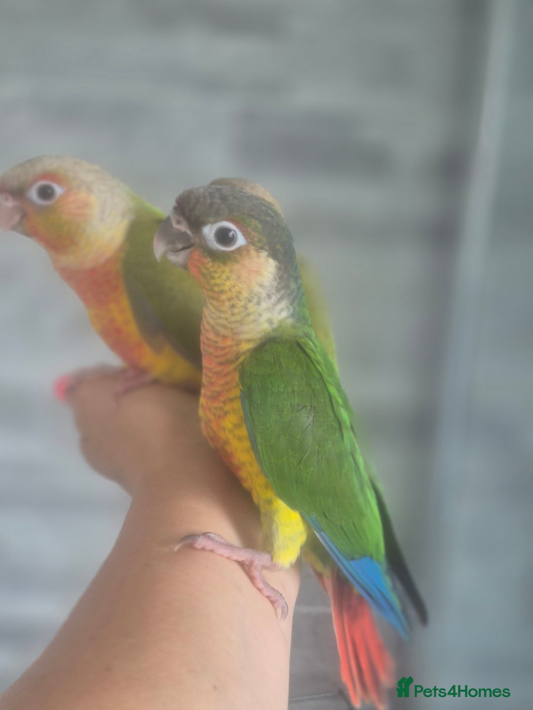 Conures birds for sale: Conures - Image 3