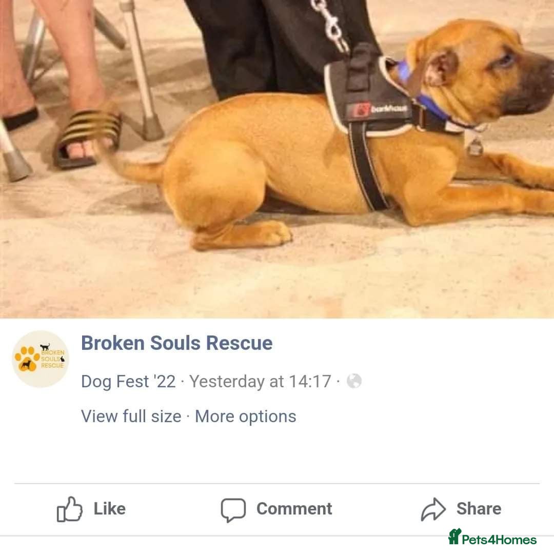 Staffordshire Bull Terrier dogs for sale: Staffordshire Bull terrier male red  - Image 9