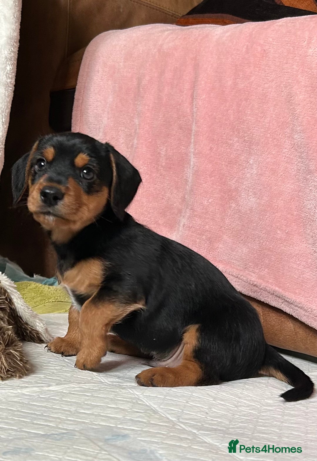 Mixed Breed dogs for sale: Jack weenier’s   - Advert 4