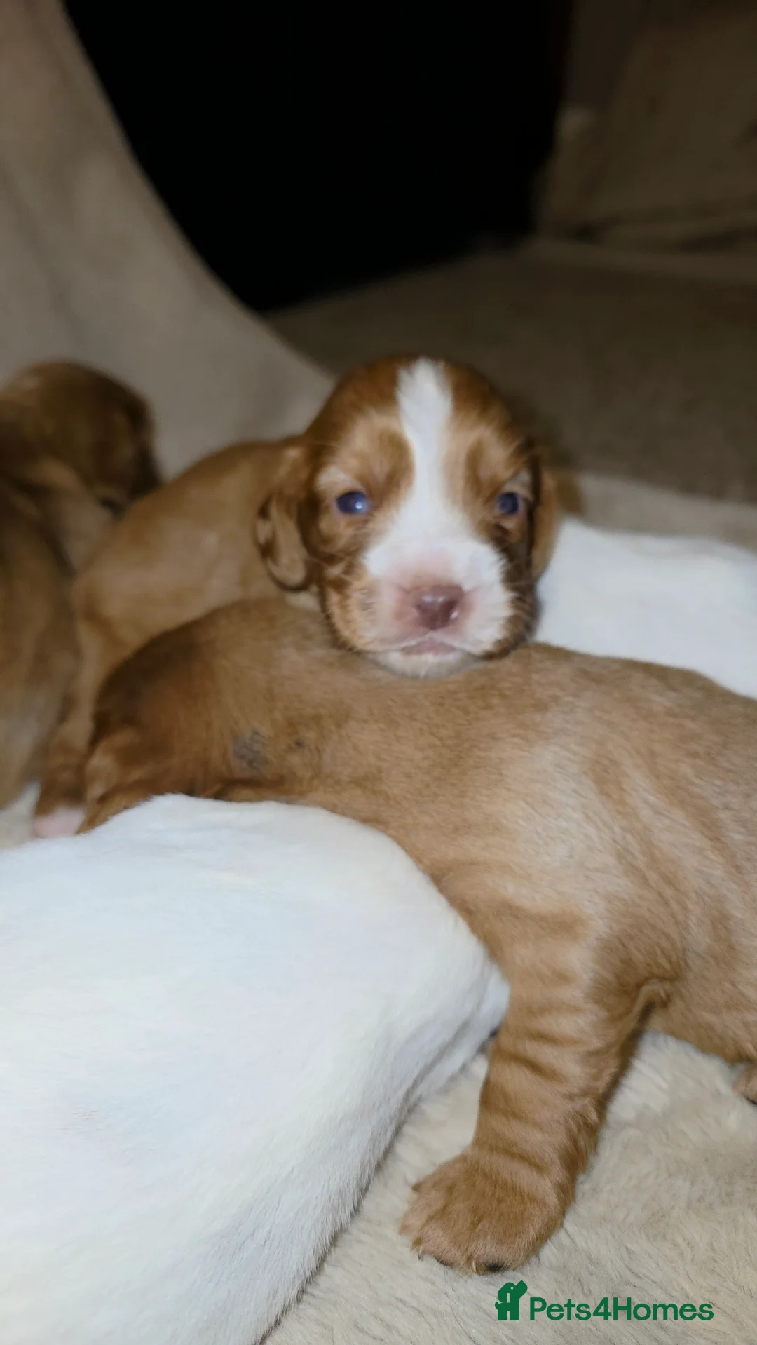 Cocker Spaniel dogs for sale: Cocker spaniel pups ready NEXT WEEK - Advert 16