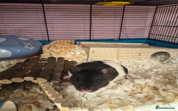 Hamster rodents for sale: Tame older hamsters  - Image 3