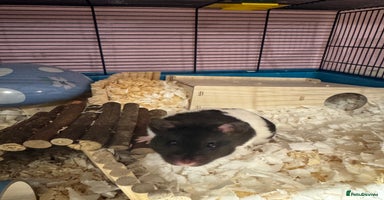 Hamster rodents - Advert 2