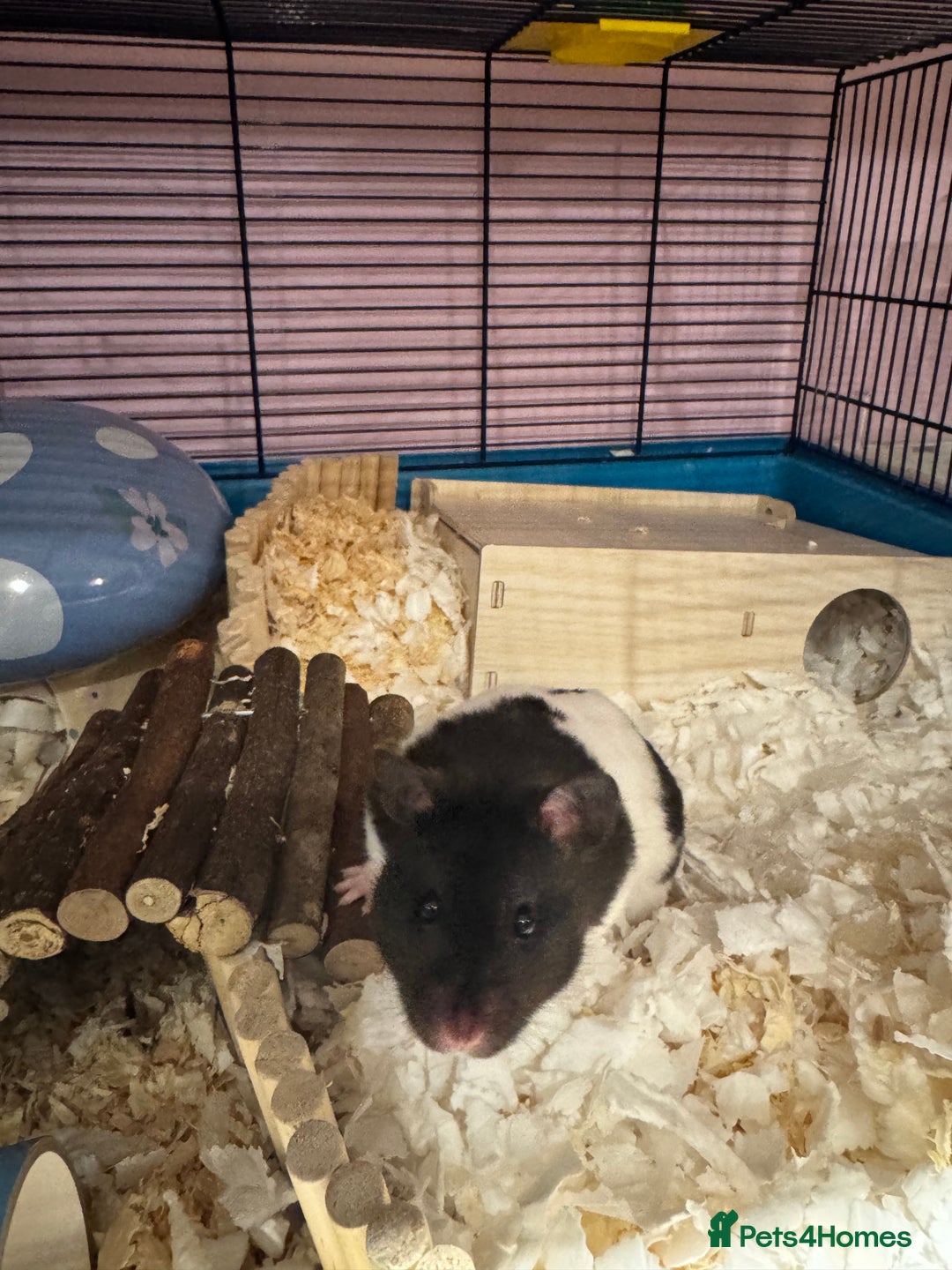 Hamster rodents for sale: Tame older hamsters  - Image 3