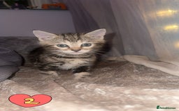 Mixed Breed cats for sale: Two Female kittens (Bengal/Persian mix - Image 6