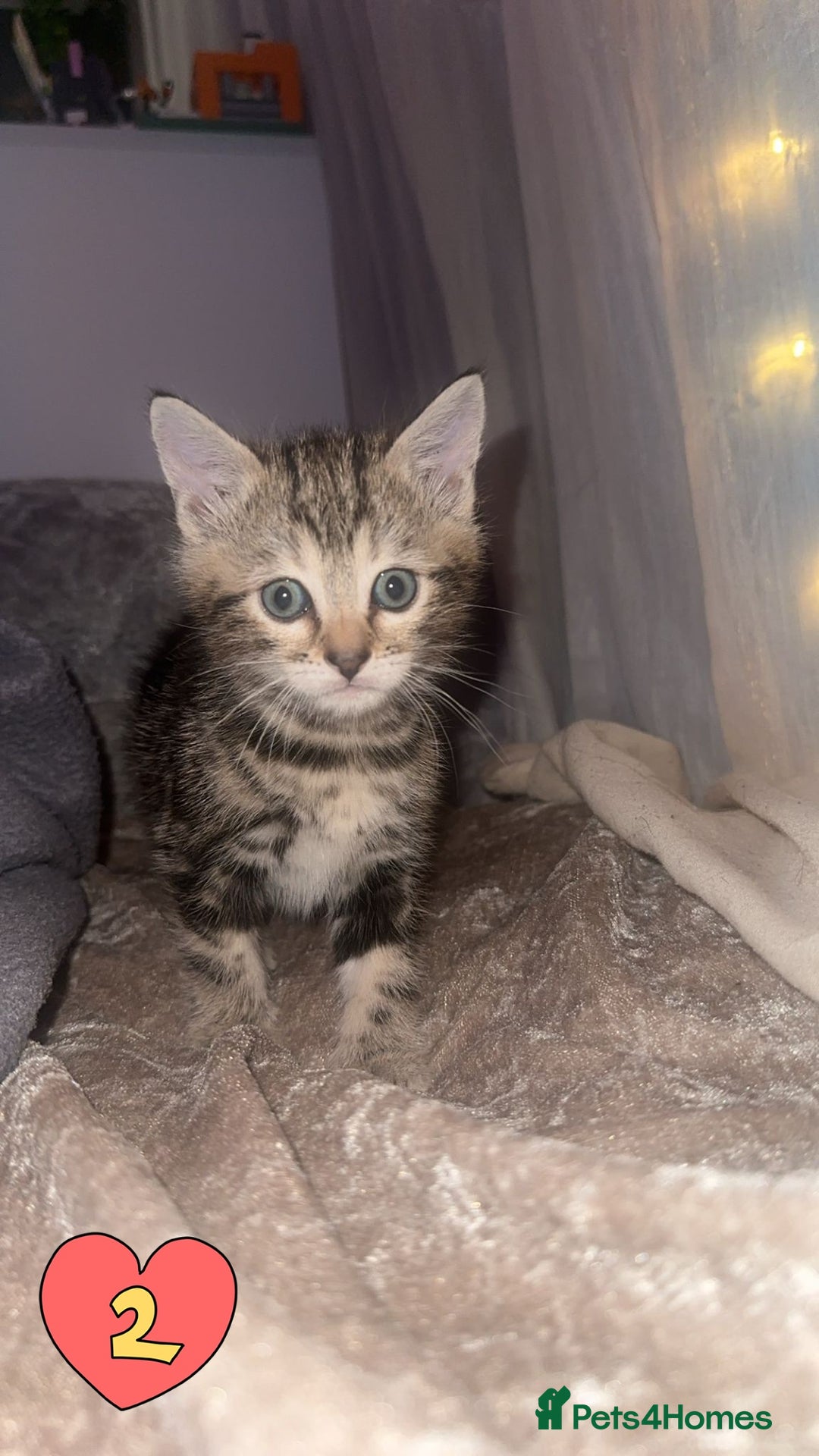 Mixed Breed cats for sale: Two Female kittens (Bengal/Persian mix - Image 6