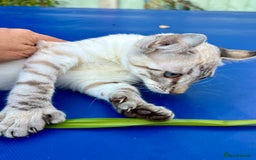 Keetso cats for sale: Wild looking polydactyl curled eared snow leopard  - Image 29