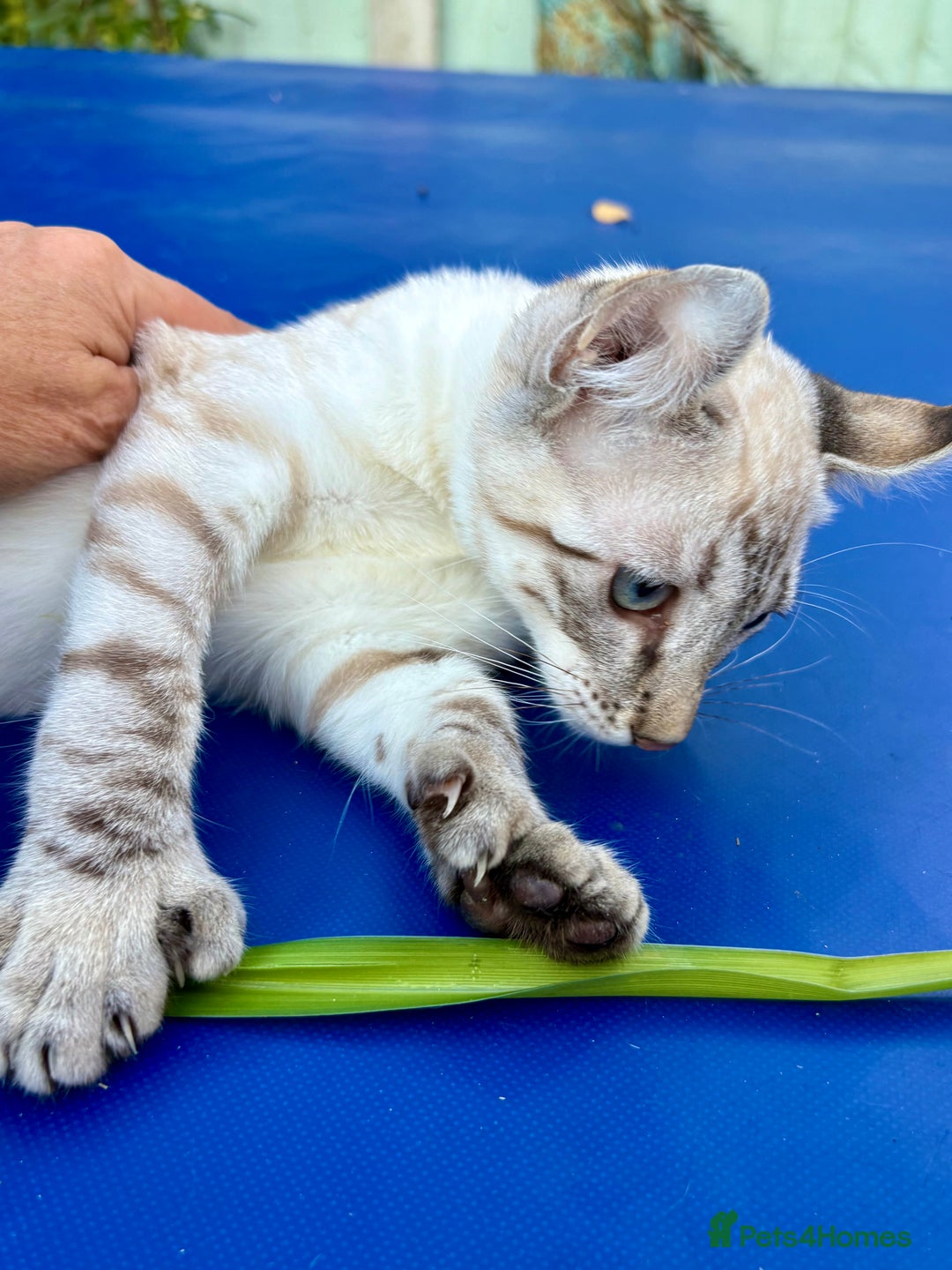 Keetso cats for sale: Wild looking polydactyl curled eared snow leopard  - Image 29