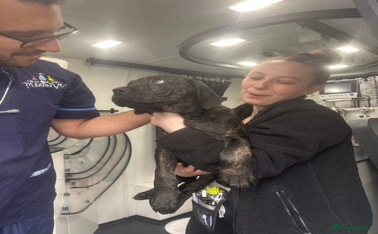 Cane Corso dogs TWO GIRLS LEFT ❤️ FULLY VACCINATED - Advert 3