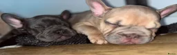French Bulldog dogs for sale: Beautiful French bulldog pups - Advert 8