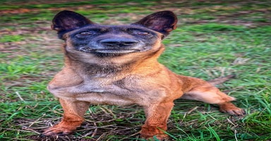 Belgian Shepherd Dog dogs - Advert 9