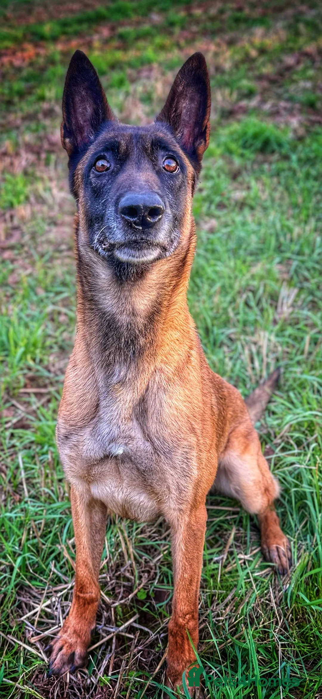 Belgian Shepherd Dog dogs for stud: Stunning Malinois Stud Dog - Advert 2