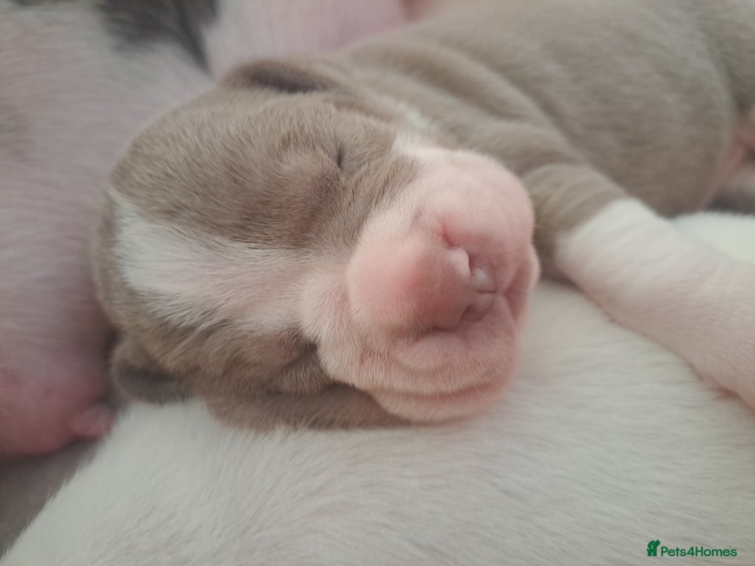 Old Tyme Bulldog dogs for sale: Old tyme bulldogs puppies for sale. - Image 2