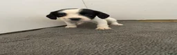 Sprocker dogs for sale: 🐶 Beautiful Sprocker Puppies – 5 Boys & 2 Girls ❤ in Sherborne - Advert 3