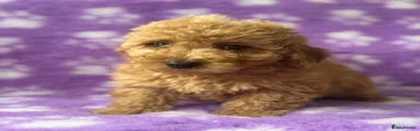 Cavapoo Puppy 3