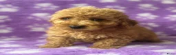 Cavapoo dogs for sale: Extensively health tested red Cavapoo babies in West Malling - Advert 8