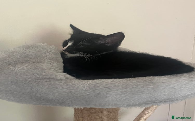 Mixed Breed cats - Advert 15