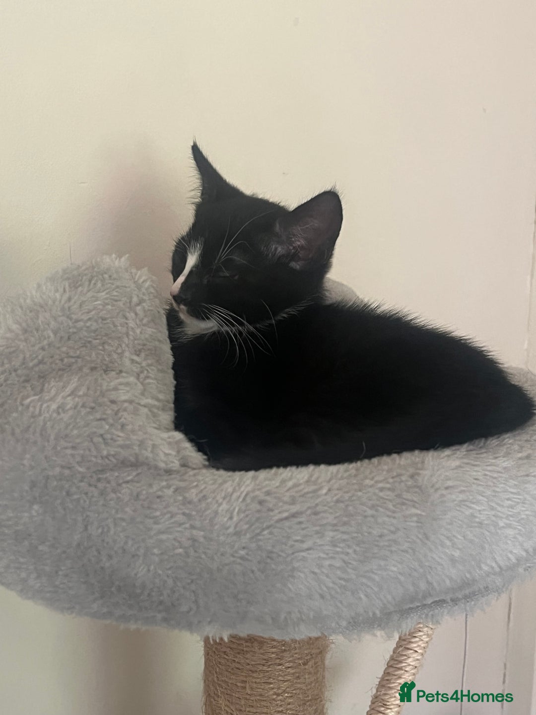 Mixed Breed cats for sale: Kittens - Image 1