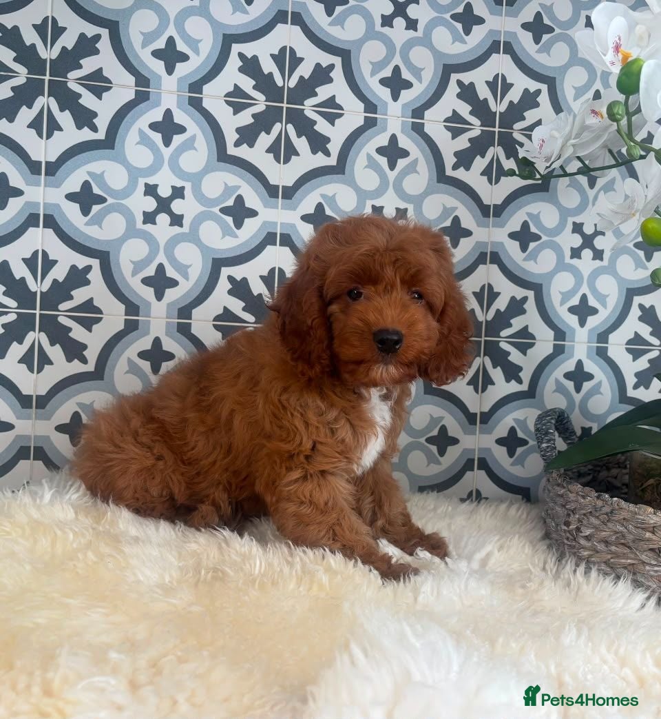Cavapoo dogs ❤️ Health tested F1B cavapoo ❤️ - Advert 2