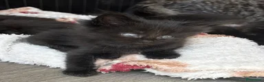 Mixed Breed 4