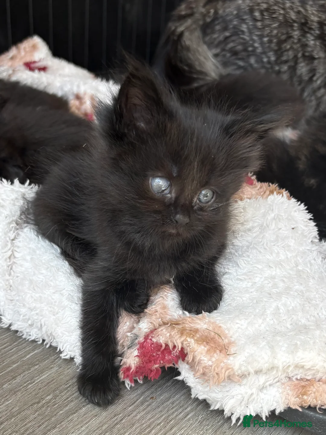 Mixed Breed cats for sale: Mixed Siberian/main coon - Advert 2