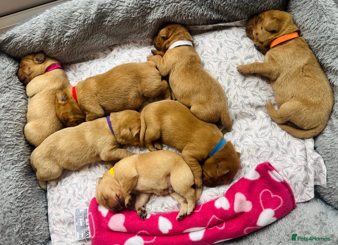 Labrador Retriever dogs for sale: Gorgeous Fox Red Labrador Puppies - Image 4
