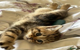 Domestic Shorthair cats for sale: Bundles of fluff  - Image 2