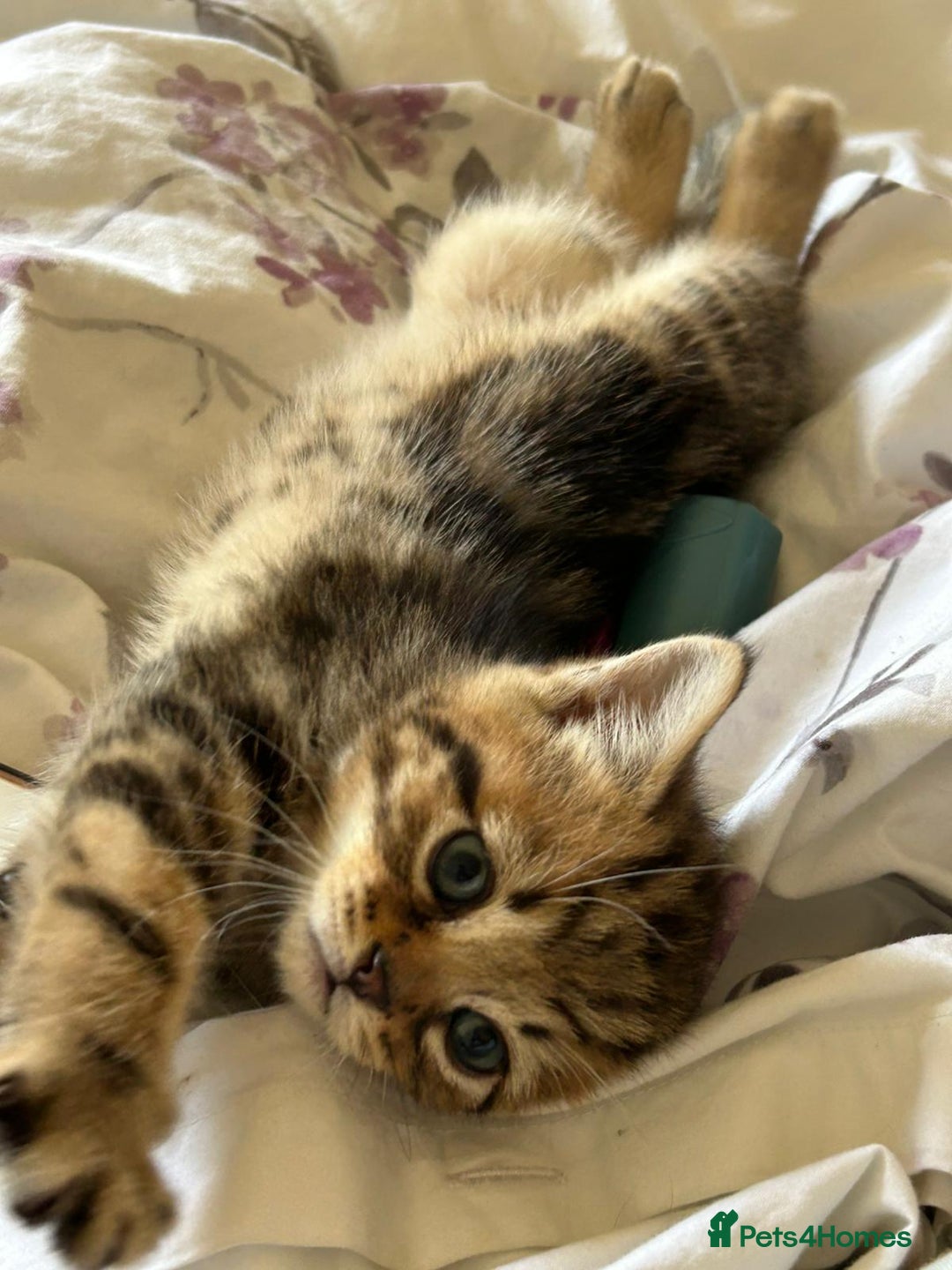 Domestic Shorthair cats for sale: Bundles of fluff  - Image 2