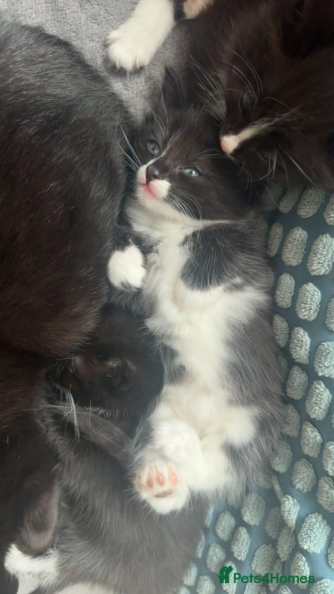 Mixed Breed cats for sale: 3 black and white tuxedo kittens, 2 male 1 female - Advert 28