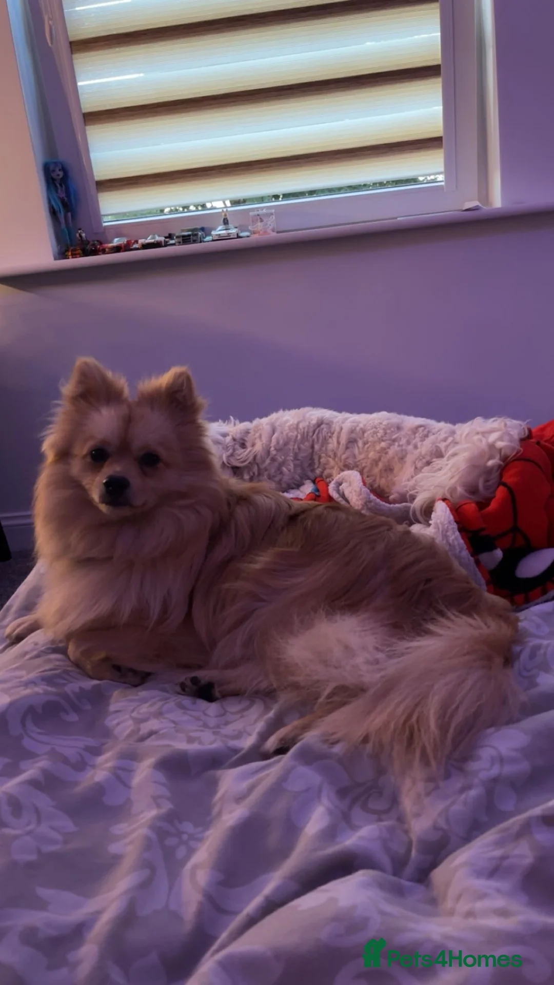 Pomeranian dogs for stud: Benji - Advert 7